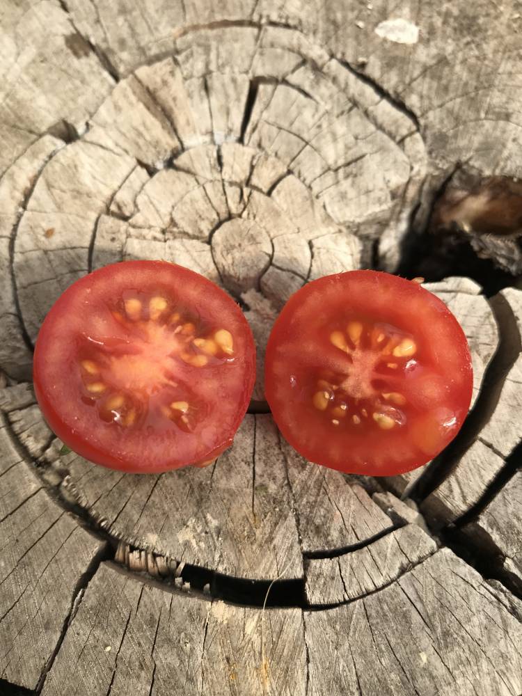 Мал золотник, да дорог — томат «классик f1»: описание сорта, выращивание, рекомендации