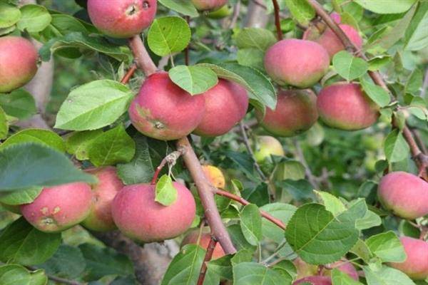 Зимостойкая яблоня уральский сувенир для северного сада