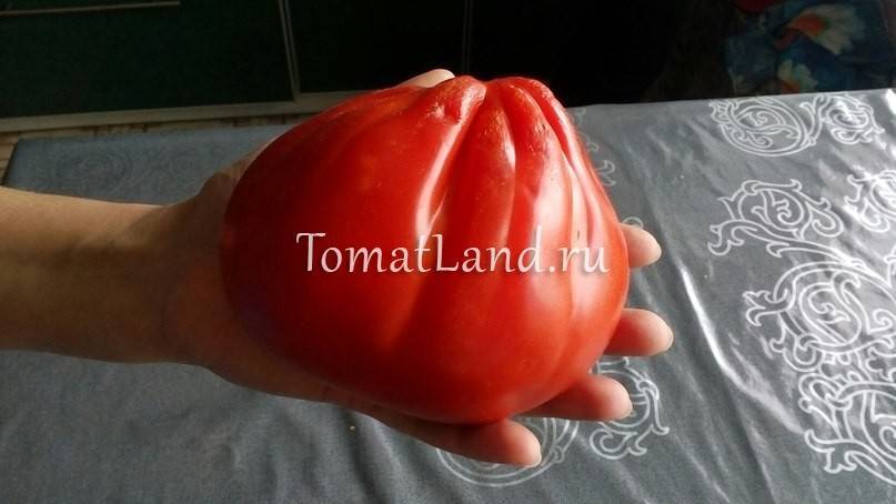 Выращивание томата пузата хата