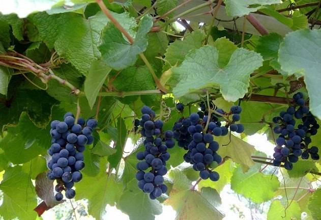 Амурский виноград дикий, посадка и уход
