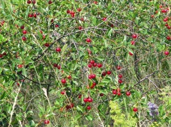 Посадка вишни весной: как правильно высаживать саженец в открытый грунт