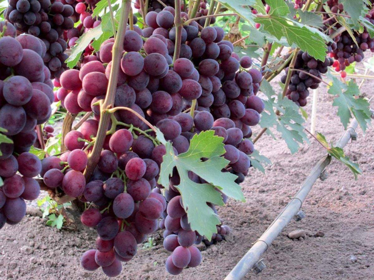 Гибридные формы винограда селекционеров-любителей