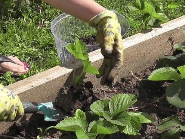 Как и когда обрезать клубнику осенью, чтобы был хороший урожай: инструкция для начинающих