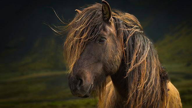 Грива лошади: для чего нужна, как заплести и подстричь, правила ухода