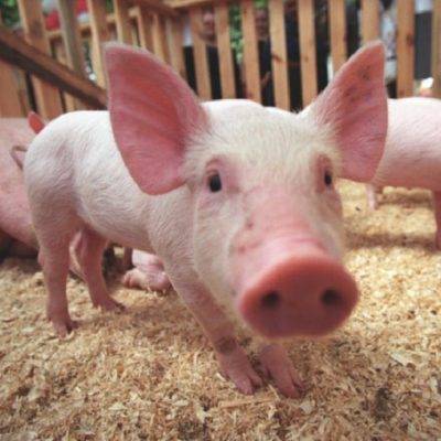Низкая температура у свиней причины. разведение свиней поиск по блогу свиноводство что делать если у свиньи температура