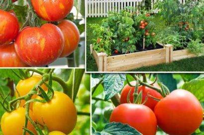 Правильная посадка рассады томатов в открытый грунт