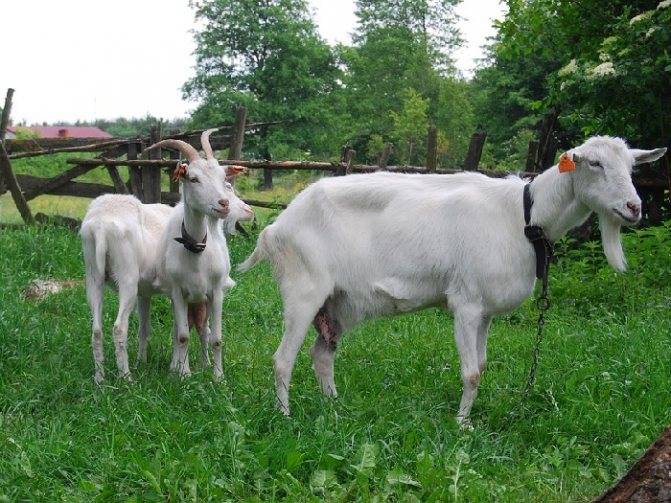 Тимпанол: инструкция по применению для коз, дозировка и аналоги