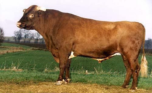 Описание и характеристика коров бестужевской породы, правила содержания