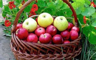 Яблоня орлик: особенности сорта и ухода