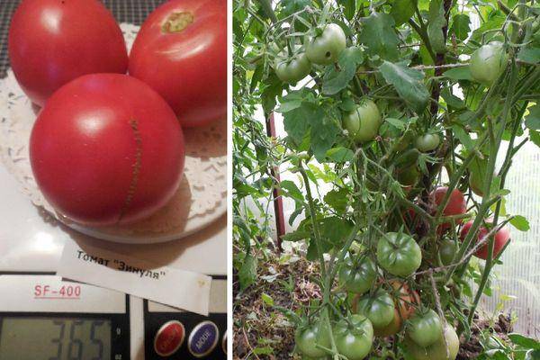 Характеристика и описание сорта томата загадка, его урожайность