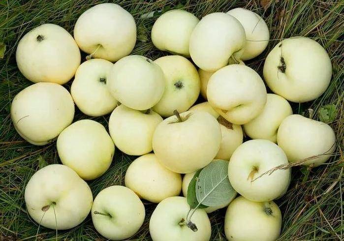 Удачные заготовки: консервируем яблоки белый налив для всей семьи