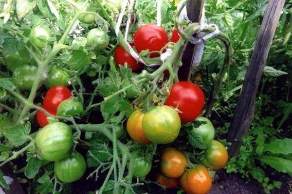 Описание сорта томата Сахарные уста, его характеристика и урожайность