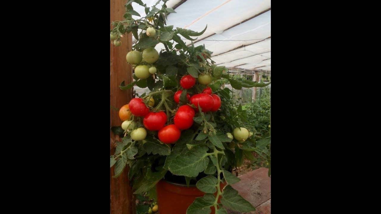 Гибрид помидора «линда f1»: фото, видео, отзывы, описание, характеристика, урожайность