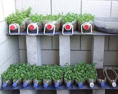 Проращивание семян в туалетной бумаге: гениальный способ выращивания семян без земли на маленькой площади.