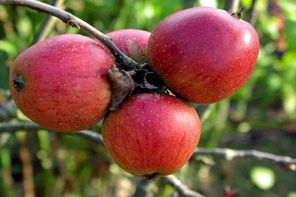 Описание и характеристики яблони сорта коваленковское, посадка, выращивание и уход