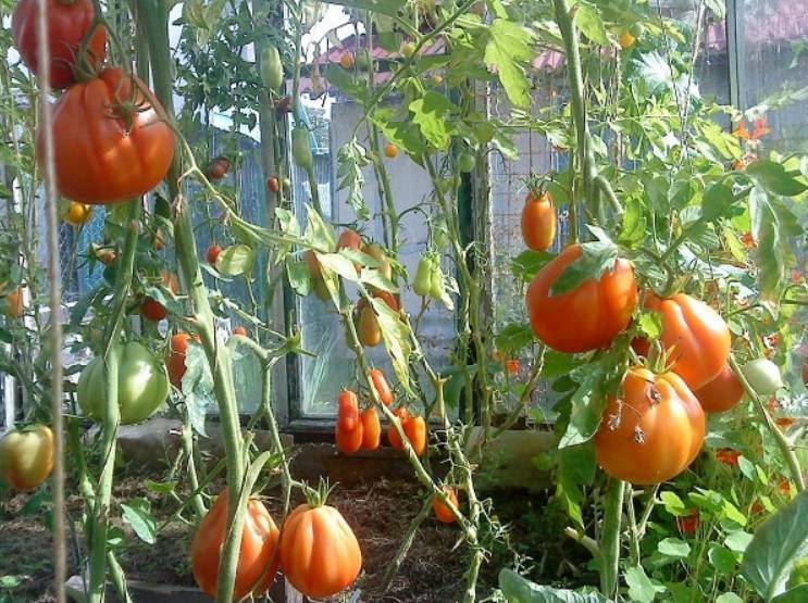 Особенности выращивания, описание и характеристика томата пузата хата