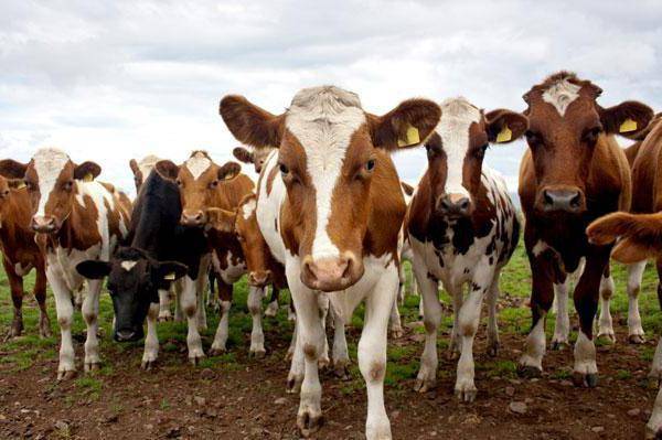 Порода коровы – бельгийская голубая: особенности, уход и продуктивность
