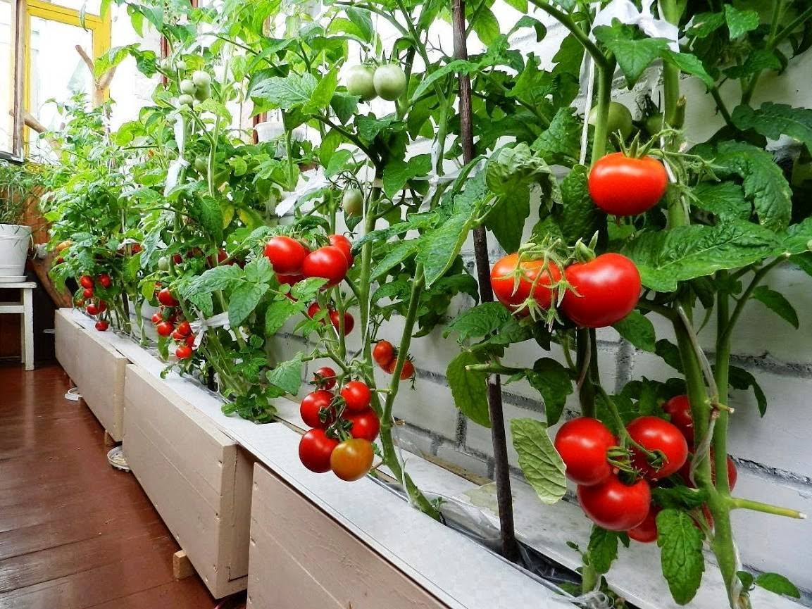 Посадка и советы по выращиванию томатов по методу галины кизимы