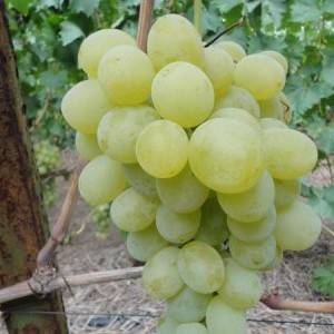 Описание и технология выращивания винограда сорта рута