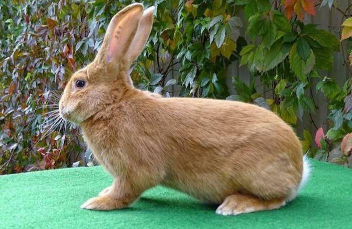 Описание калифорнийского кролика и правил его содержания