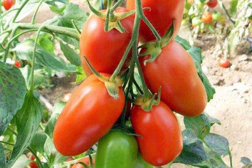 Фото, отзывы, описание, характеристика и урожайность сорта помидора «засолочный деликатес»