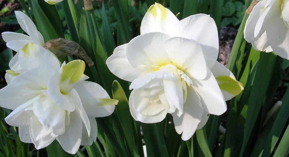 Нарцисс реплит: описание и характеристики сорта, выращивание и уход за цветком с фото