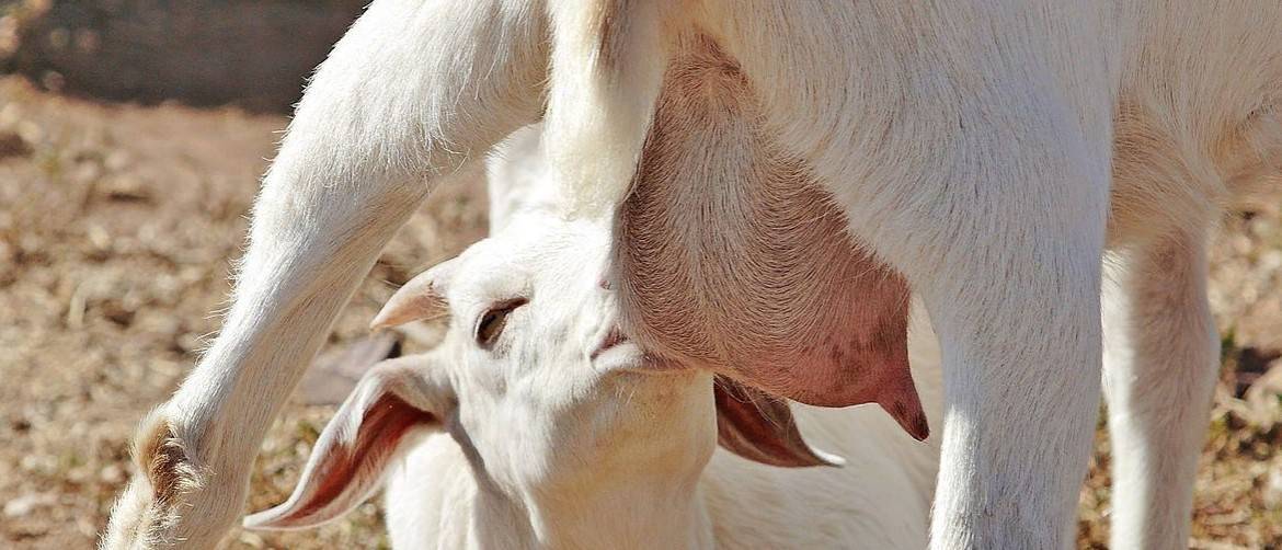 Сколько коза дает молока?