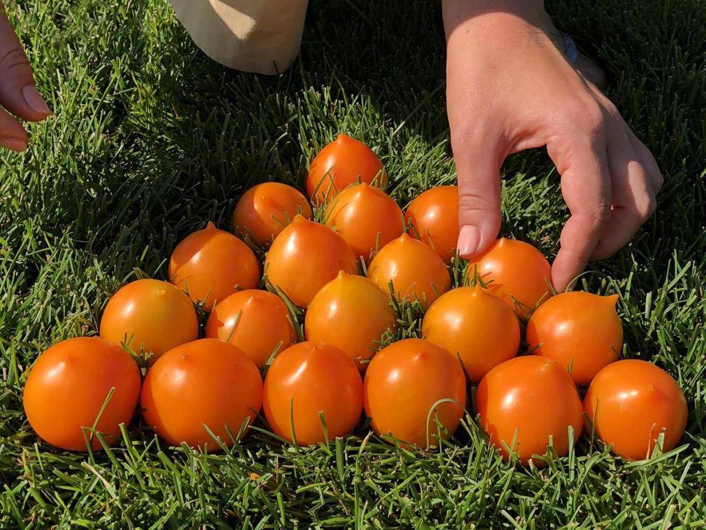 Сорт томатов «утенок»: описание, характеристика, урожайность, фото и видео