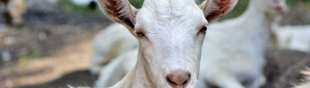 Понос у коз – выясняем причину и лечим самостоятельно