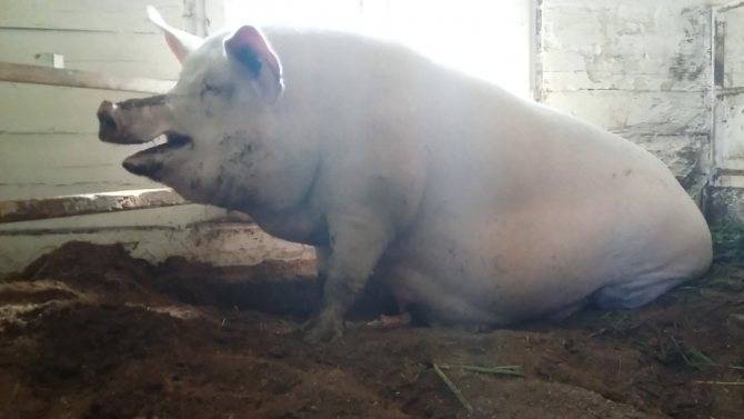 Почему свинья не ест: причины и что делать?