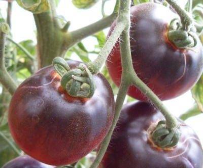 Описание томата виагра и правила выращивания