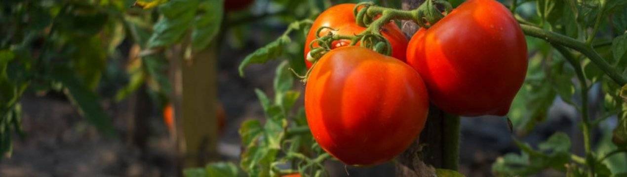 Высокоурожайный сорт томата «мясистый красавец» для выращивания в теплице: описание, характеристика, посев на рассаду, подкормка, урожайность, фото, видео и самые распространенные болезни томатов