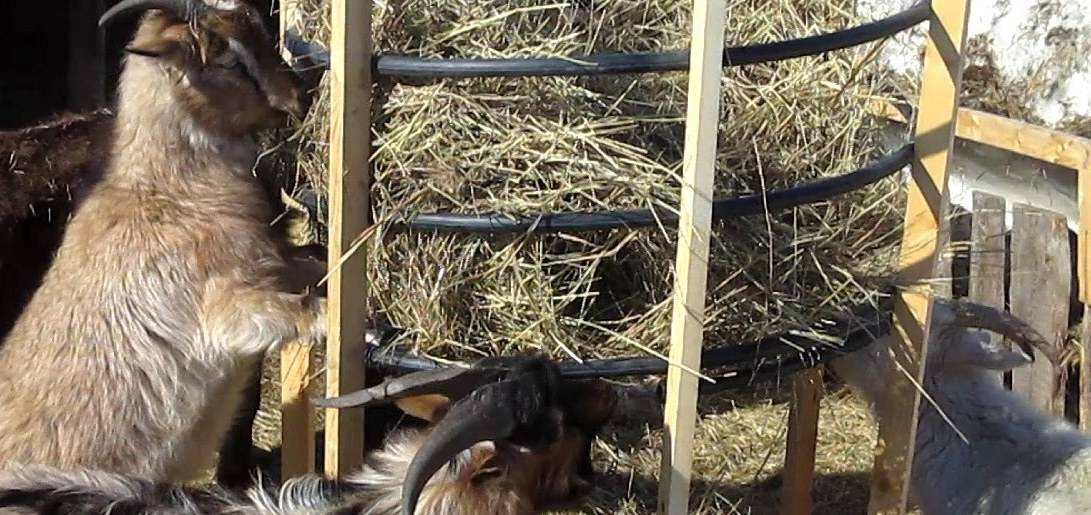 Коза в домашних условиях для начинающих. Кормушка для коз. Удобные кормушки для коз. Кормушка для коз под сено. Загон для коз.