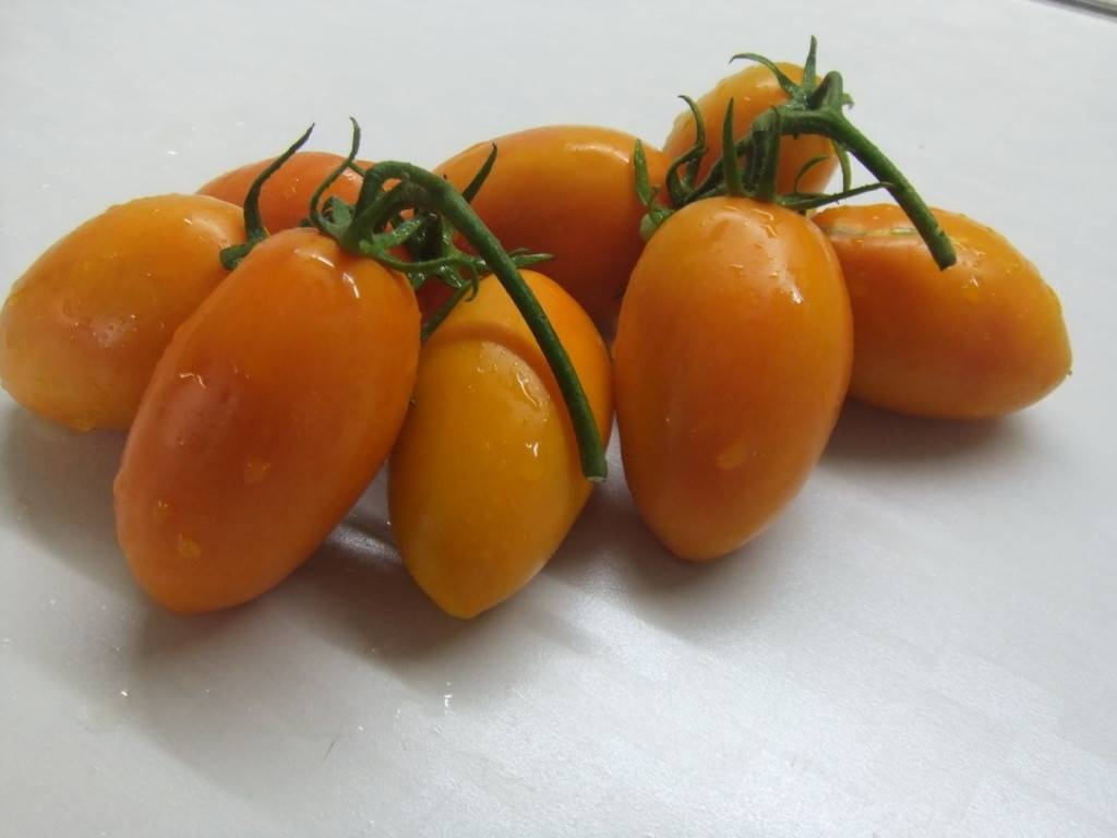 Томат урожайный оранжевый спам f1: детальное описание, особенности, отзывы