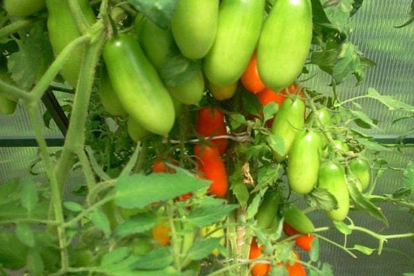 Описание томата диетический здоровяк, выращивание и урожайность сорта
