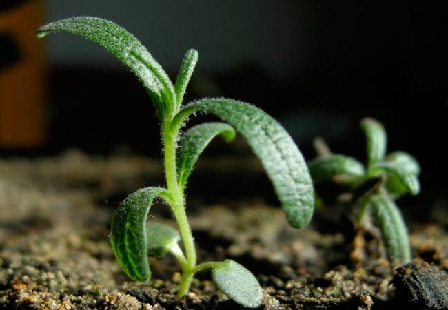 Как выращивать розмарин в открытом грунте и особенности ухода