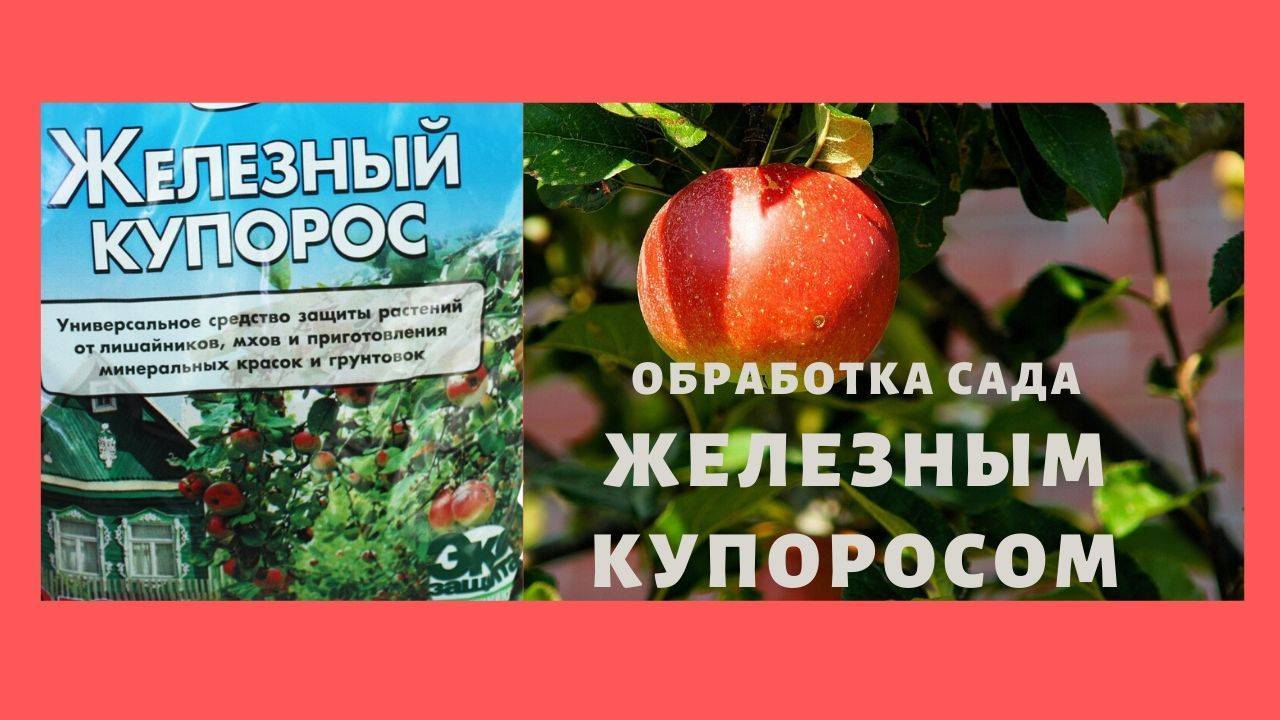 Железный купорос осенью. Железный купорос для обработки сада. Железный купорос для обработки деревьев. Обработка сада осенью железным купоросом. Железный купорос для обработки плодовых деревьев осенью.