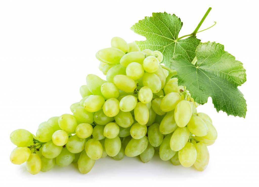 Описание и характеристики сорта винограда кишмиш Столетие, выращивание и уход