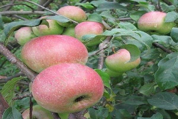 Красивые и вкусные яблоки только на яблоне "орловский пионер"