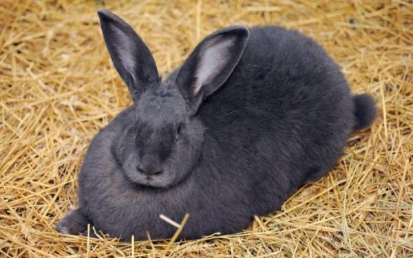 Запор у кролика лечение в домашних условиях