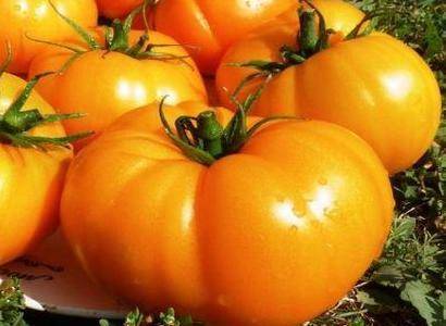 Сорт помидора «самара»: фото, видео, отзывы, описание, характеристика, урожайность