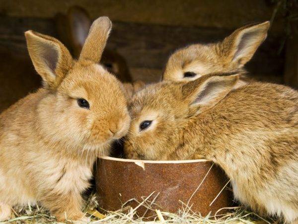 Можно ли давать соль кроликам: как правильно и в каких количествах