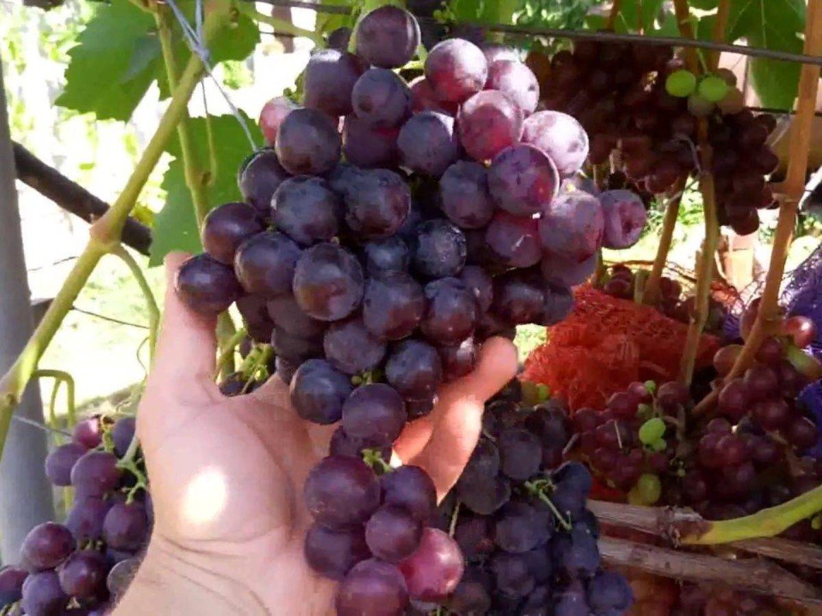 Чем обрабатывать и опрыскивать виноград от милдью для лечения и борьбы с болезнью