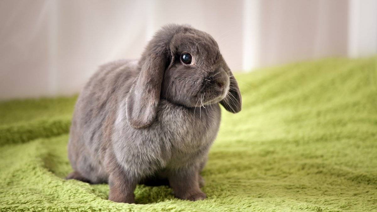 Как ухаживать за карликовыми кроликами: содержание в домашних условиях?