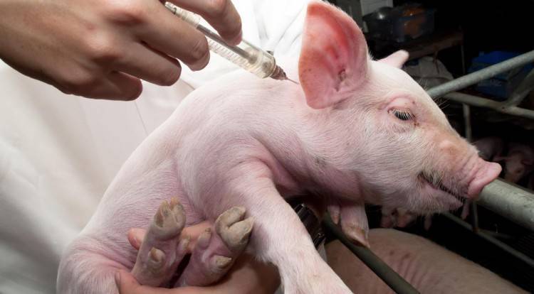Описание, виды, методы лечения болезней у свиней