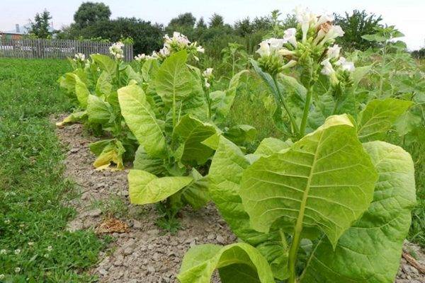 Выращивание душистого табака из семян: посев на рассаду, уход, пикировка, высадка в грунт