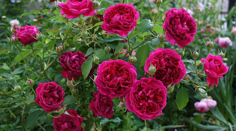 Роза никколо паганини: описание, посадка, уход, болезни и вредители