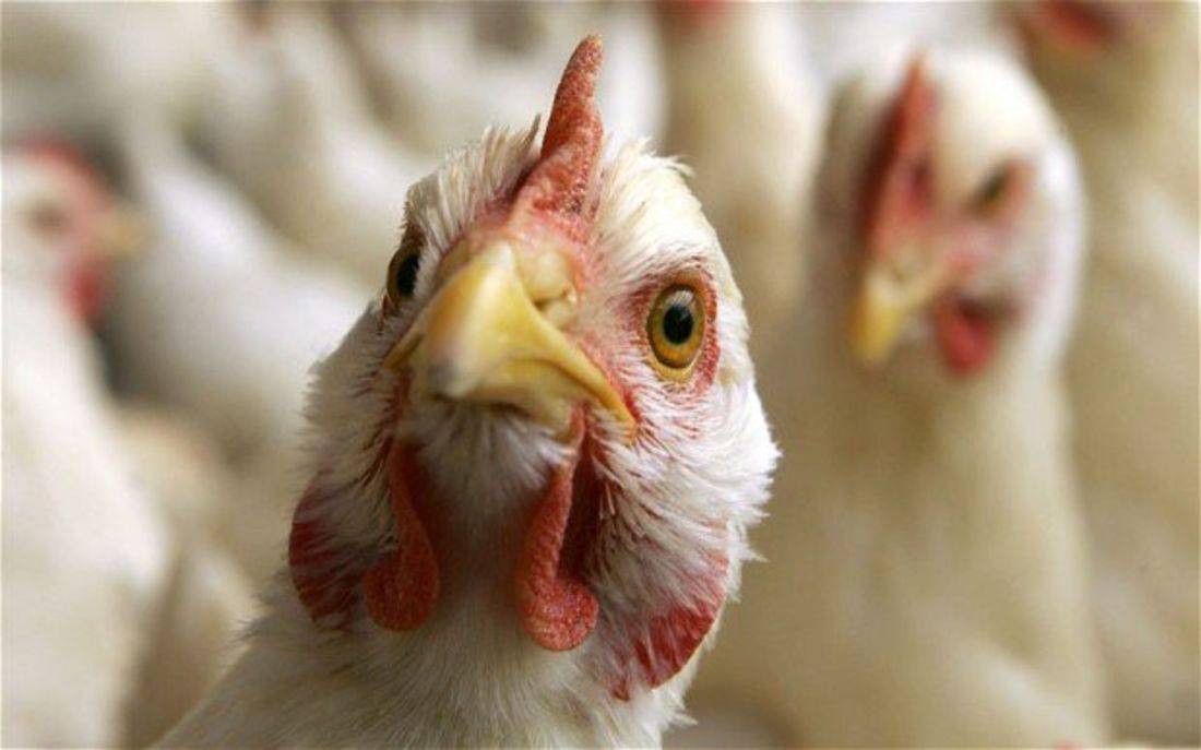 Как определить птичий грипп у кур