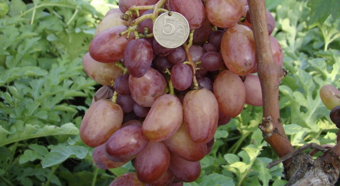 Преображение — самоопыляемый сорт винограда