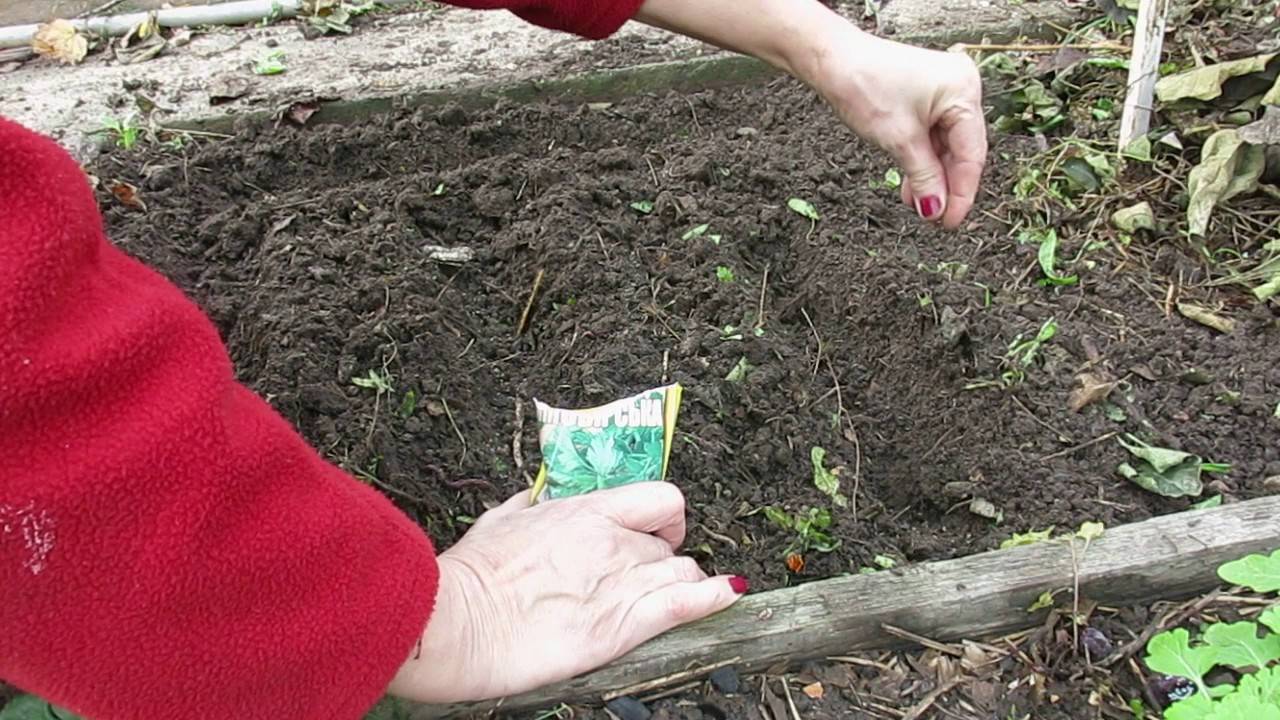 Как сеять укроп правильно – весенний, зимний и подзимний посев